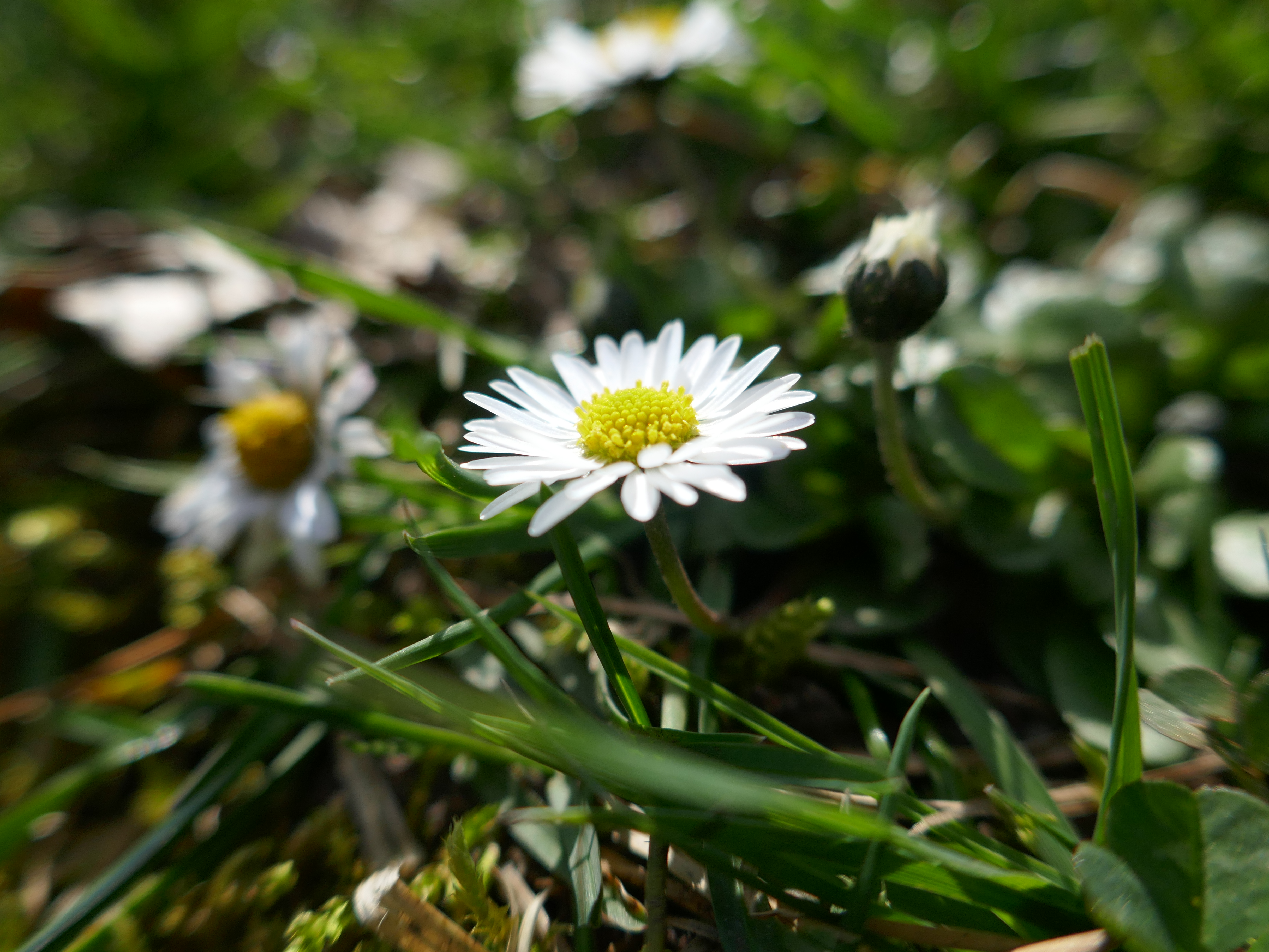 Daisy and Grass.