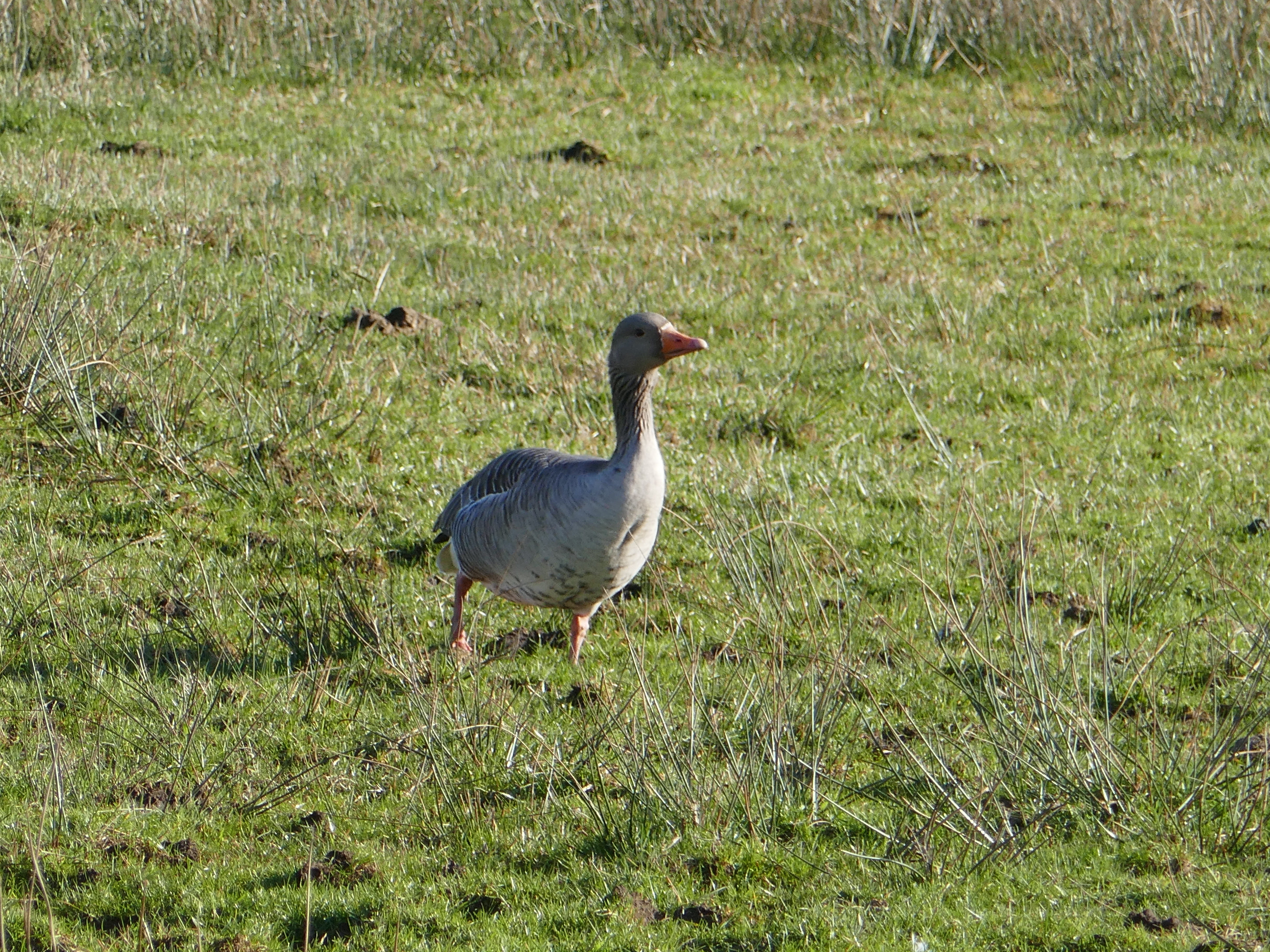 Greylag goose looking into the camera.